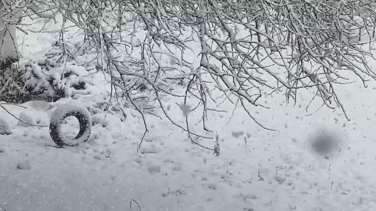 Serene Winter Wonderland: Snowfall in a Tranquil Forest