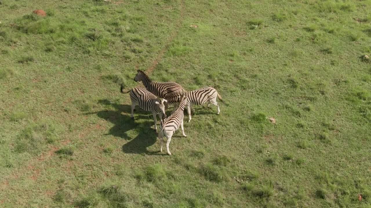 Drone footage of a Young Zebra's play fighting on an African savannah