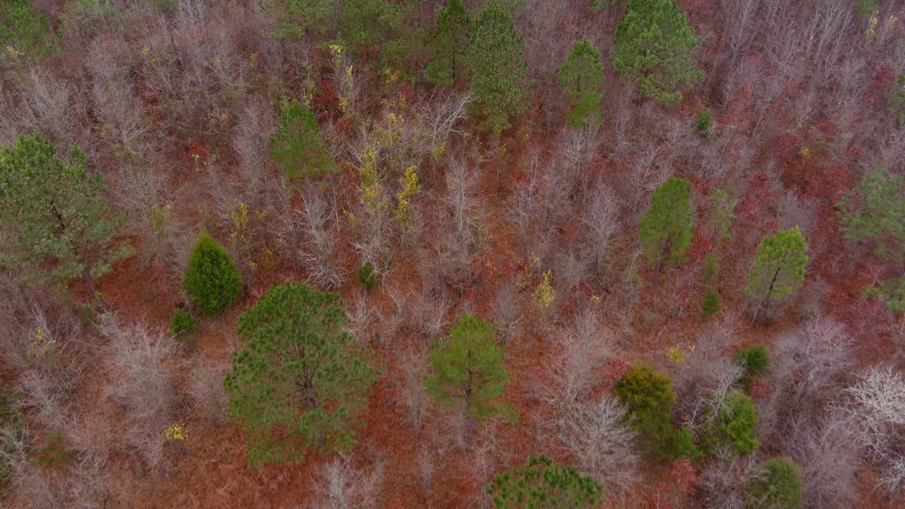 이튼튼, 조지아에 있는 숲이 우거진 숲 지역의 공중