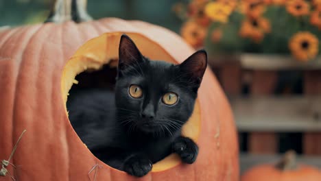 black cat in a pumpkin