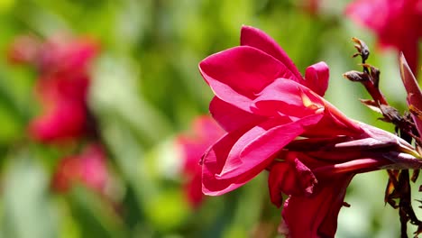 Una-Flor-Roja-Tropical-De-Un-árbol-En-Flor-Que-Sopla-En-La-Suave-Brisa---Aislada-De-Cerca