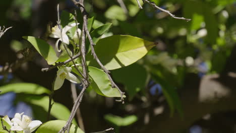 Abejas-Volando-Néctar-Polen-Flor-Azahar-árboles-Cámara-Lenta-4k