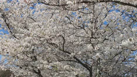 El-árbol-De-Flor-De-Cornejo-Blanco-Sopla-En-El-Viento