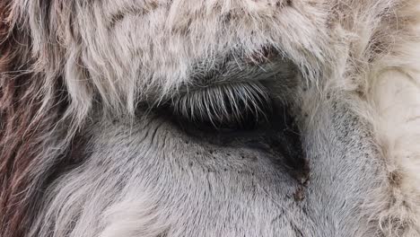 old donkey extreme closeup of eye blinking, handheld cinematic hd slow motion