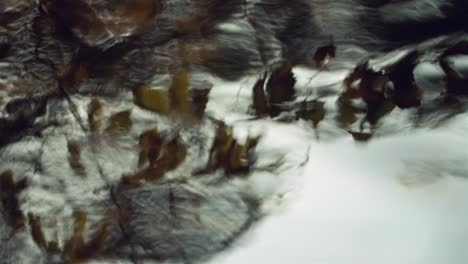 cinematic reflection of tree leaves and clouds in river water