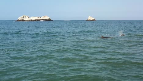 toma de drones de delfines nadando y saliendo a respirar en el océano con una pequeña isla en el fondo en cámara lenta