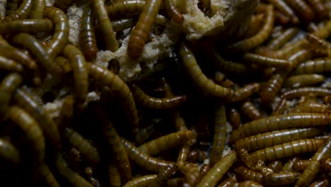 The-Mealworm-is-a-species-of-Darkling-Beetle-used-to-feed-pets-like-fish,-snakes,-birds,-and-frogs