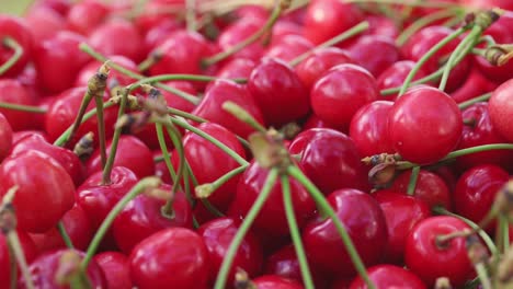 cerezas rojas frescas y jugosas. cerezas maduras recién recogidas. comida vegetariana saludable.