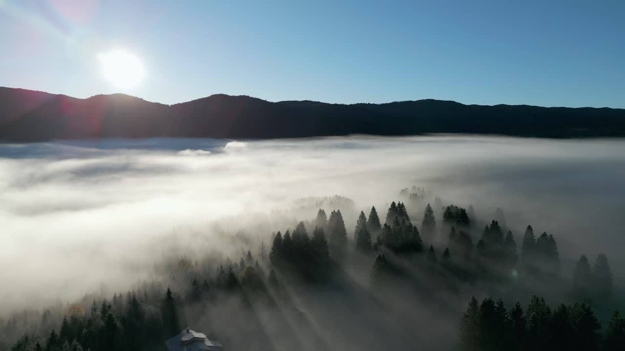 안개 날씨에 숲을 통해 빛나는  ⁇ 빛의 아름다운  ⁇