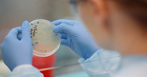 scientist looking at coronavirus virus and bacteries on petri dish at laboratory