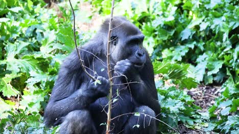 gorilas que comen plantas en un entorno exuberante