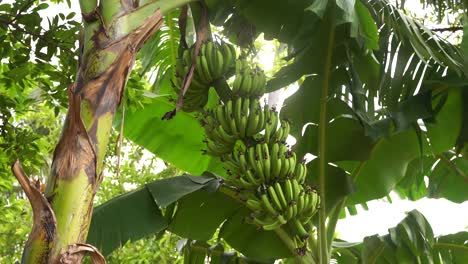 cerrar el racimo de plátano verde orgánico joven en el árbol de plátano en la granja