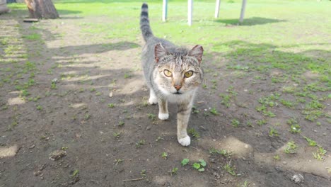 el gato doméstico frente a la cámara. primer plano