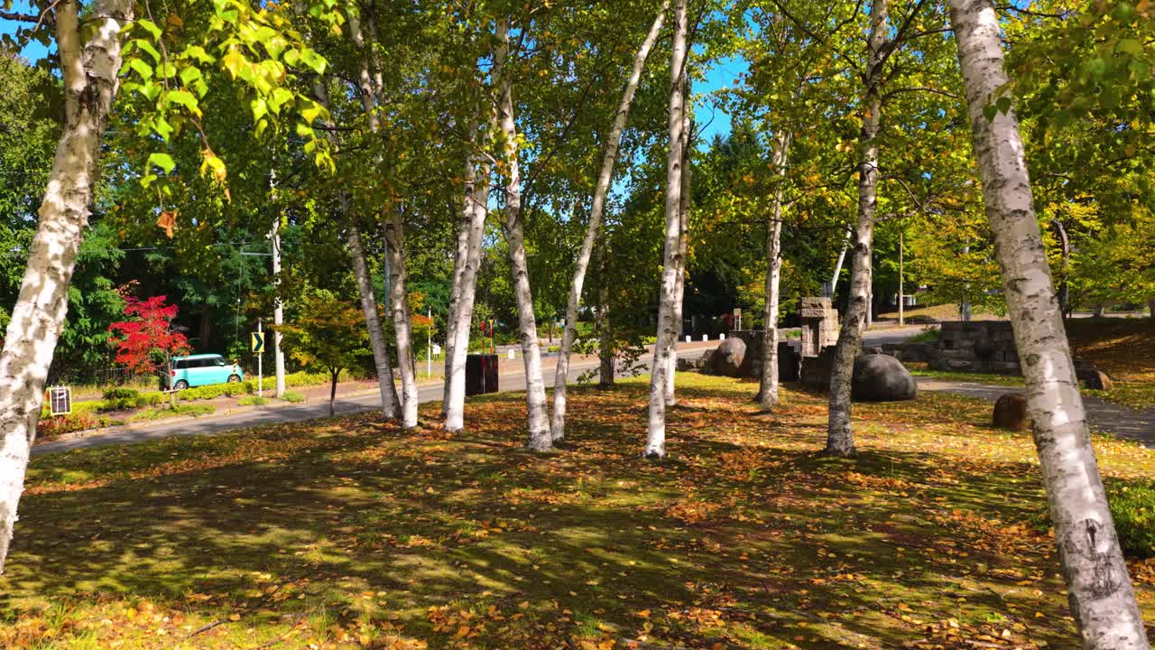 Autumn Birch Trees in Sapporo, Hokkaido Park, Fall Establishing Shot