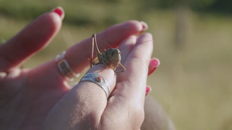 woman's hands with a huge cricket sitting on her thumb finger - close up