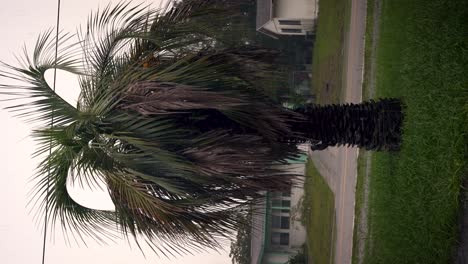 Squirrel-on-a-palm-tree-in-a-vertical-shot-during-a-Florida-thunderstorm