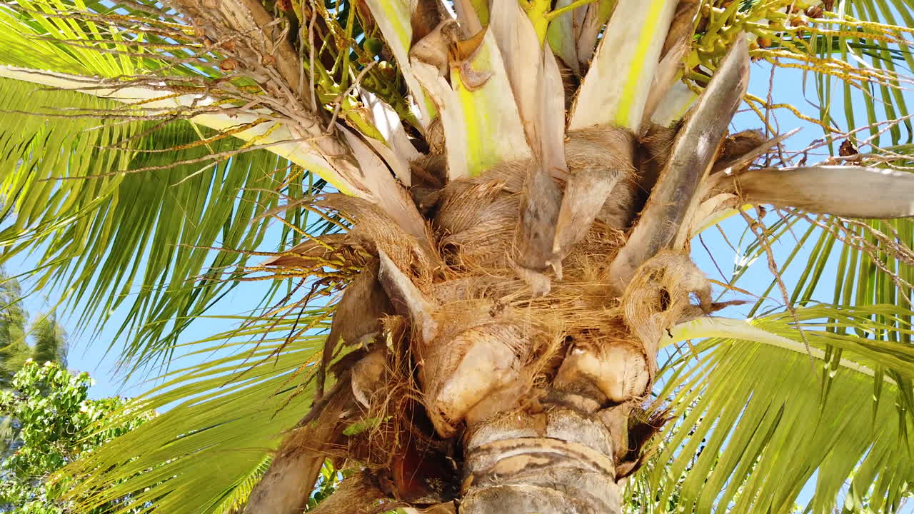 Upward angle orbit around tropical palm tree frond base under clear blue skies