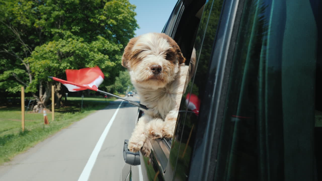 캐나다 국기를 든 개는 차창 밖을 내다본다 캐나다 도로 여행