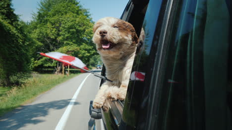 un perro con la bandera de canadá mira por la ventanilla de un automóvil viaje por carretera canadá