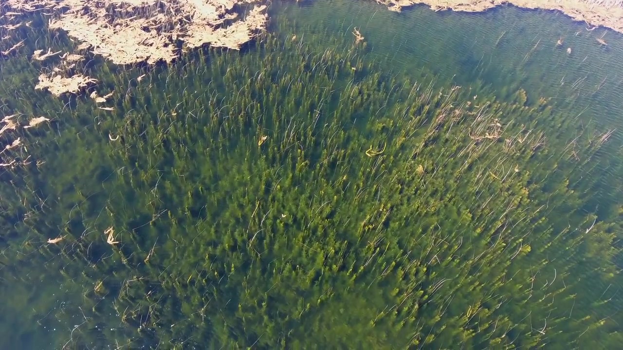Aerial View of Aquatic Plants Growing in Shallow Lake Water