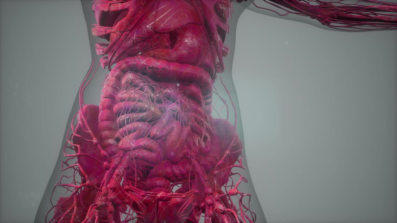 exploración de tomografía anatómica del cuerpo humano