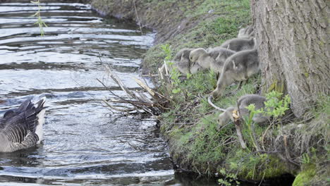 slow motion footage of baby geese jumping into pond to swim with their parents