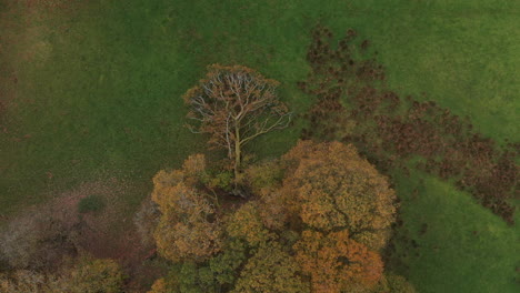 a dead tree laying on the ground shot from above making it look like it is growing out of the other trees