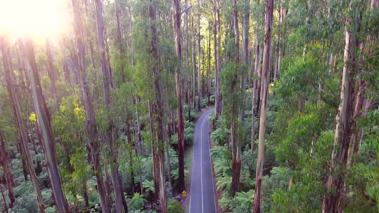 dron de espuela negra