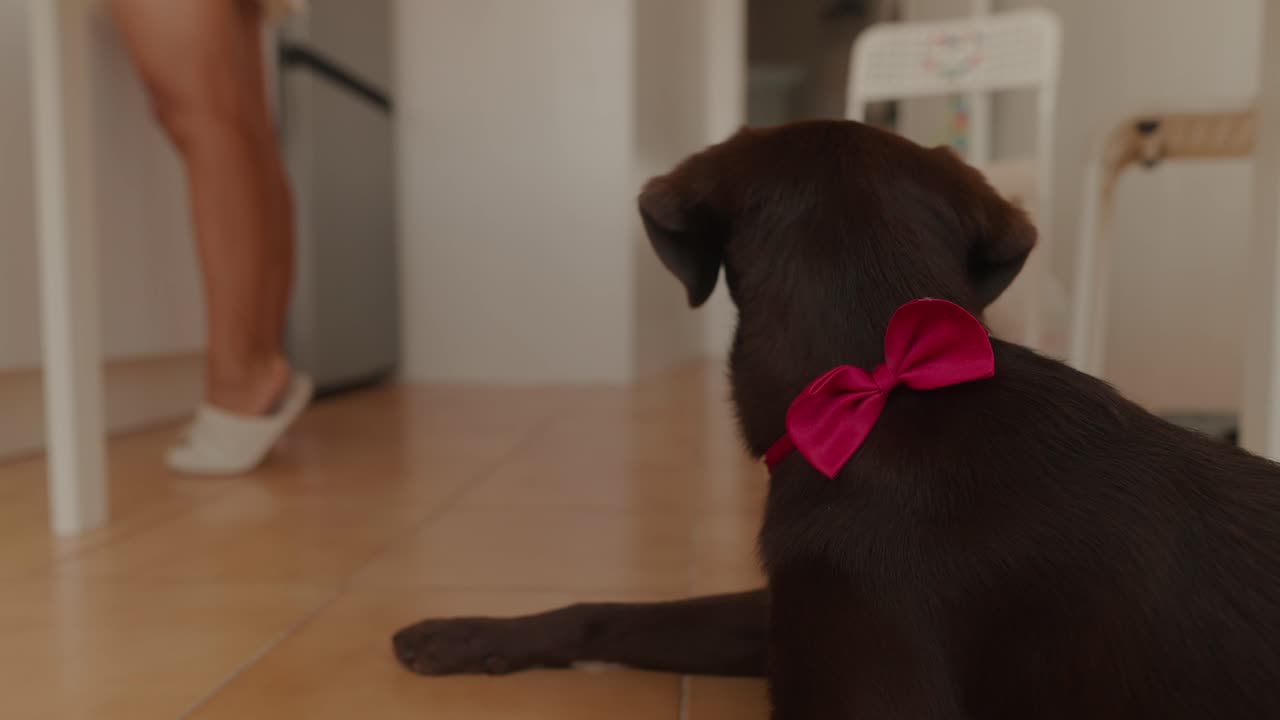 Chocolate Labrador with Bow Tie