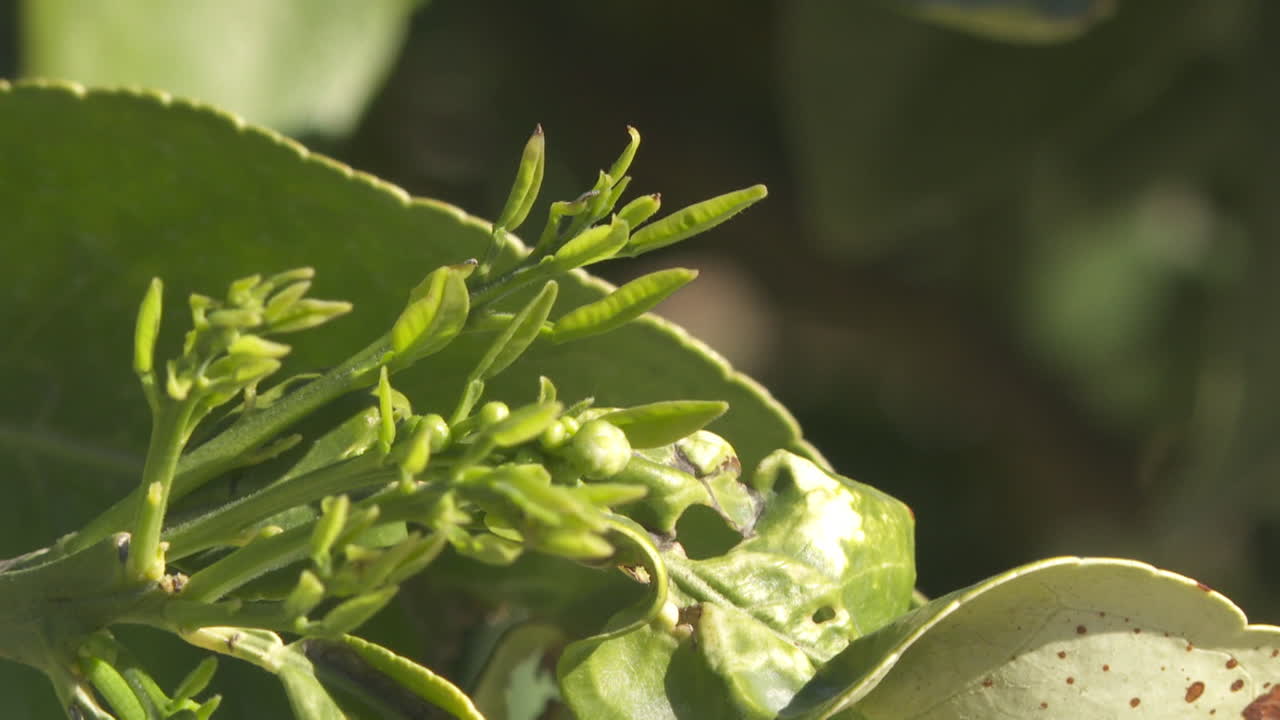 Close-up of Citrus Tree Leaves with New Growth
