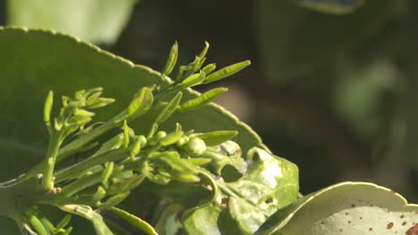 close-up of citrus tree leaves with new growth