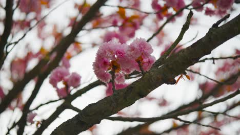 Cerezo-Japonés-En-Flor-Con-Flores-Rosadas-En-La-Rama,-República-Checa