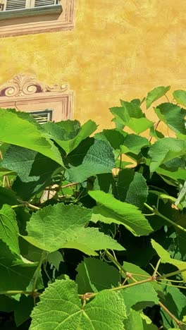 un viñedo exuberante con un vibrante telón de fondo de edificio amarillo