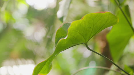 Cerca-De-Una-Exuberante-Y-Tranquila-Jungla-Verde-Llena-De-Plantas-Y-Hojas