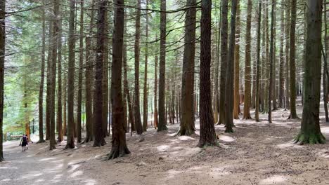 Young-couple-walking-along-the-forest-path