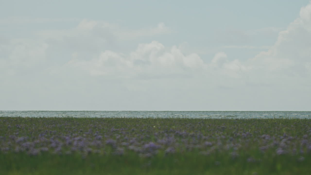 전면에 잔디과 보라색 꽃이 있는 북해의 그래픽