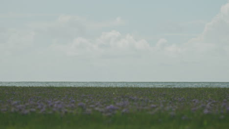 graphic shot of the north sea with grass field and purple flowers in the foreground