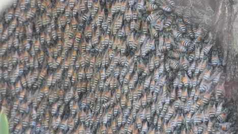 honey bees at honeycomb in tree