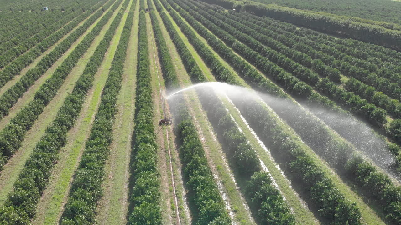 vista aérea de riego en plantaciones de naranjas en un día soleado en brasil