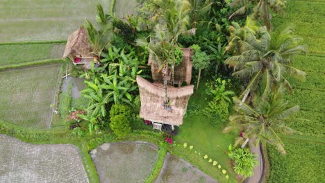 traditional tree house eco huts amid rice paddies of ubud, bali