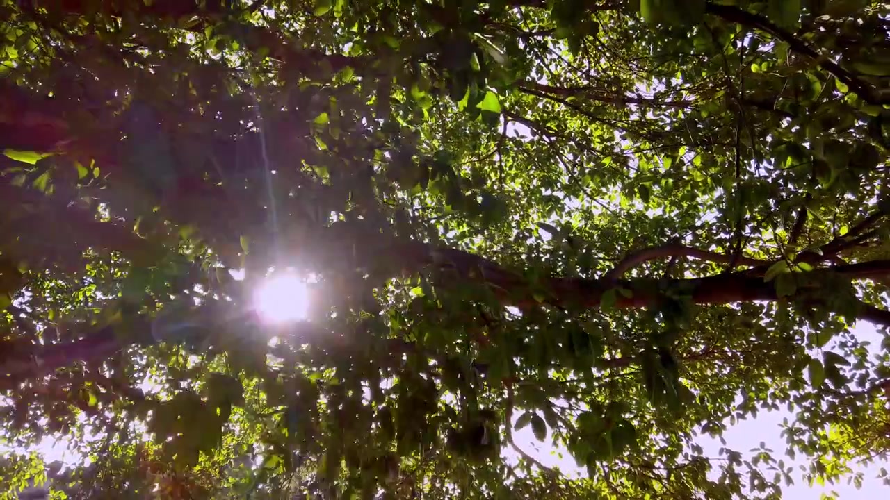 Luz solar que se filtra a través de un frondoso dosel de árboles con hojas verdes vibrantes en Hacienda Coahuixtla, México. Escena natural pacífica con follaje forestal, ramas y luz natural
