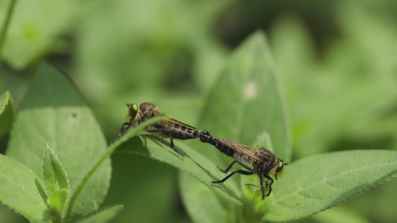 cerca de dos moscas ladronas apareándose en planta verde