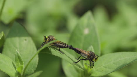 close up of two robber flies mating on green plant