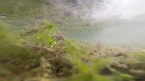 underwater shot of lake full of algae in the andean mountains