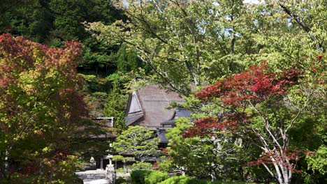 beautiful green red autumnal trees in koyasan on sunny october day