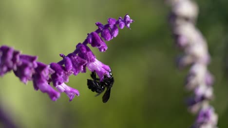 un gran bombus chupando el néctar de una flor rosada en flor