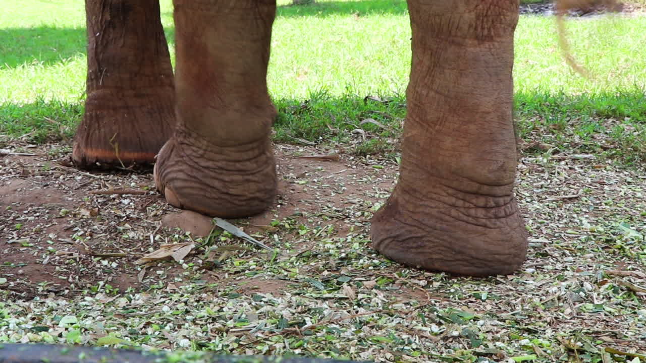 Close-up of Elephant Legs and Feet