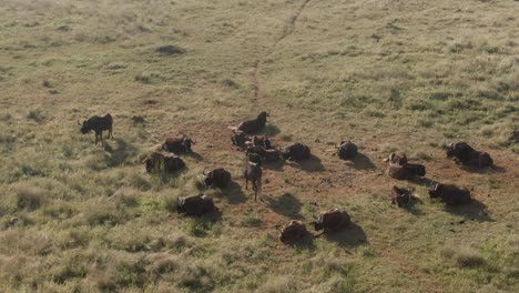 Drohnenantenne-Einer-Großen-Gnuherde,-Die-In-Der-Frühen-Morgensonne-Faulenzt