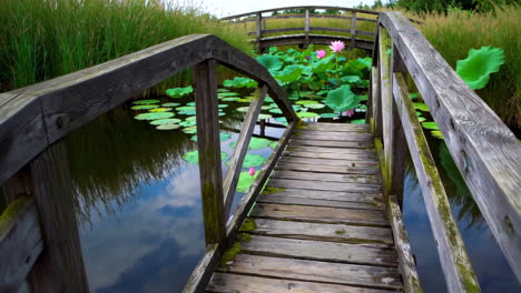 wooden bridge over a lotus pond