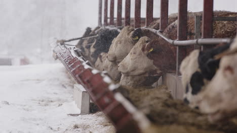 AGRICULTURE---Cows-eating-in-cowshed,-snowy-winter,-Sweden,-slow-motion-wide-shot